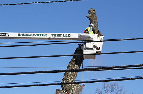 Bridgewater Tree Service 